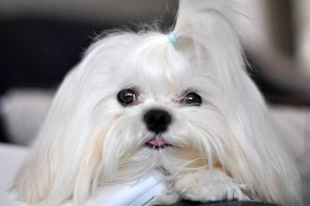 maltese puppy for adoption